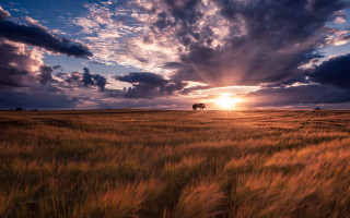 Sunset field tree clouds horizon 2 - crepuscular free wallpaper for desktop