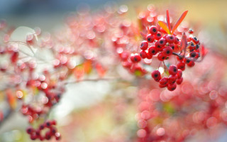 Berries water droplets bokeh cherry - cindy wright free wallpaper for desktop