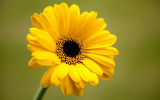 Yellow flower daisy gradient green - a black center free wallpaper