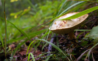 Mushroom grass leafy branch bokeh - a mushroom free wallpaper