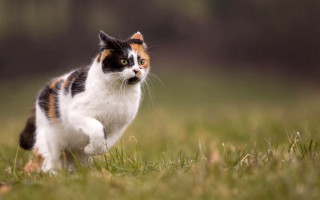 Cat walking grass field blurry - a grass free wallpaper