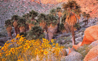 Palm trees desert yellow flowers - a desert area free wallpaper