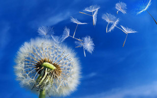 Dandelion wind blue sky macro - free new year wallpaper