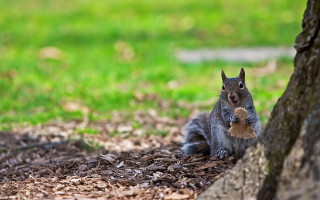 Squirrel under tree eating nut - a squirrel free wallpaper