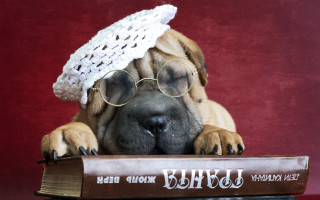 Dog glasses hat book bear - academic free wallpaper for desktop
