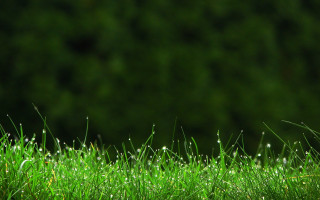 Dew grass closeup nature macro - dew free wallpaper
