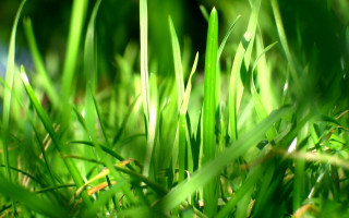 Grass blade closeup macro nature - a green grass free wallpaper