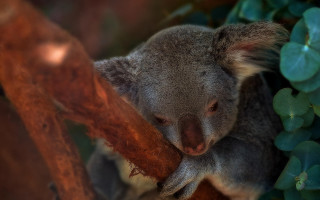 Koala sitting on branch australian - a koala bear free wallpaper