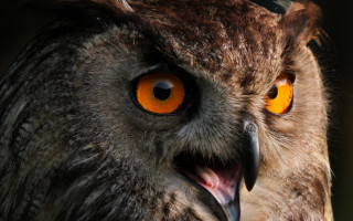Owl orange eyes black background 6 - a yellow eye free wallpaper