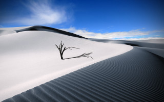 Lone tree desert landscape blue - free minimalism wallpaper