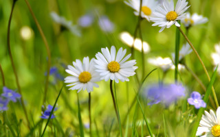Flower field blue butterfly bokeh - green grass free wallpaper