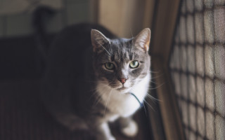 Sad cat window shift f1 - a floor next free wallpaper