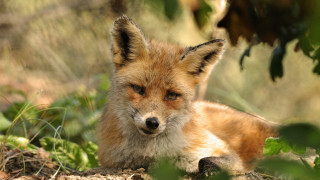 Sad fox in grass blurry - a fox free wallpaper