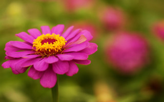 Purple flower yellow center pink - a purple flower free wallpaper