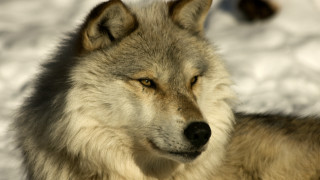 Wolf snow portrait sharp focus - a wolf free wallpaper for desktop