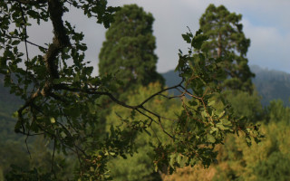 Tree leaves mountains clouds nature - a few leaf free wallpaper
