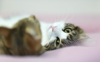 Cat pink blanket blue eyes 2 - amano free wallpaper