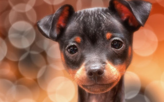 Shiba inu black brown face - a small dog free wallpaper
