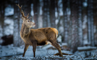 Deer snowy forest winter night - a deer free wallpaper