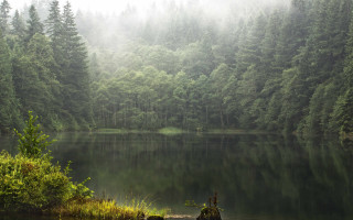 Lake forest fog trees matte - the shore free wallpaper