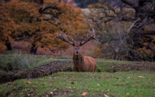 Deer field trees grass leaves 2 - the ground and grass free wallpaper