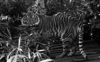 Tiger forest bushes monochrome sharp - a tiger free wallpaper