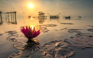 Pink flower water sunset sky - floating free wallpaper