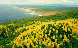 Yellow flower ocean horizon beach - a hillside free wallpaper
