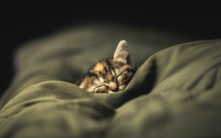 Tiny kitten green blanket microscopic - tiny free wallpaper