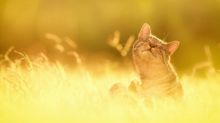 Cat field sunset sky fire - closed free wallpaper