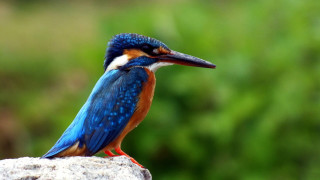 Blue orange bird rock bokeh - a blurry background of grass and bushes free wallpaper