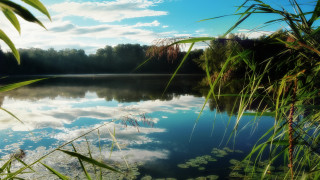 Lake clouds water plants trees - white cloud free wallpaper for desktop