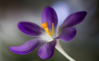 Purple flower macro arabesque blurry - bracha l. ettinger free wallpaper