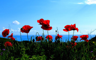 Red flower field blue sky 11 - ann thetis blacker free wallpaper for desktop