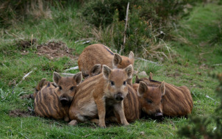 Wild boars field puppy bush - the ground together free wallpaper