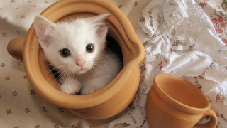 White kitten wooden bowl cup - a cup free wallpaper