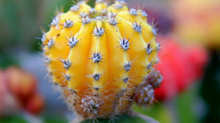 Cactus flower field bokeh macro - many free wallpaper