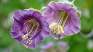 Purple flower bokeh depth of - the middle of them free wallpaper