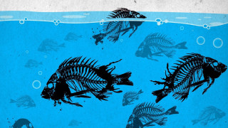 Fish skeleton ocean surfboard ecological - a blue ocean free wallpaper for desktop