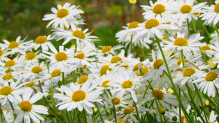 Flower field butterfly macro closeup - over them free wallpaper