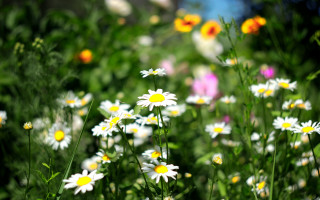 Daisy wildflowers sunlight blurry bokeh - the sun light free wallpaper