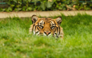Tiger grass outdoors blurry background - sharp focus free wallpaper