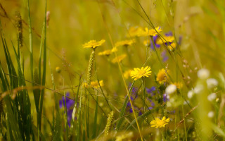 Yellow sunset flower field nature - a field of wildflowers free wallpaper