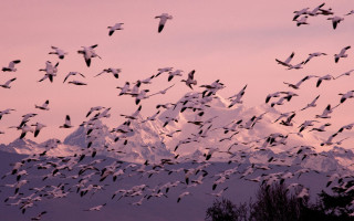 Birds sunset mountain pink sky - over a mountain range free wallpaper