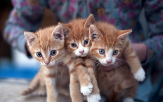 Kittens held pink shirt jeans - free cats wallpaper
