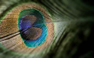 Peacock eye feathers closeup blue - anthony devas free wallpaper
