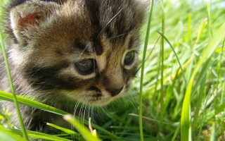 Kitten walking grass distant focus - grass free wallpaper for desktop