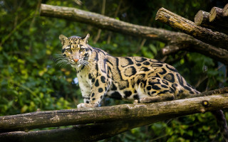 Large cat forest jaguar leopard - a tree branch in a forest area free wallpaper