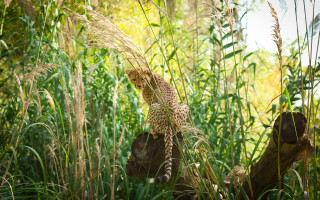 Leopard tallgrass forest ruins moss - a tree stump free wallpaper