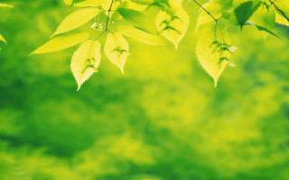 Green leaves blurry sky butterfly - a blurry sky in the background free wallpaper